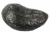 Fossil Whale Ear Bone - Miocene #95747-1